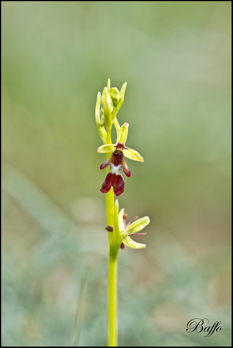 Ophrys insectifera